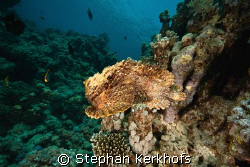 flying stonefish (synanceia verrucosa) taken at sha'ab Ma... by Stephan Kerkhofs 